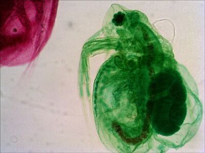 18-daphnia